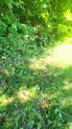 Legtiste webcam model stream image