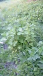 fox6900 webcam model stream image