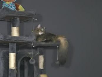 sydaffect webcam chaturbate model stream image