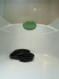 _Miguel100 webcam model stream image