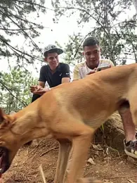 boss_of_cash webcam stripchat model stream image