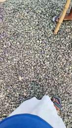 Exoticboy24 webcam model stream image