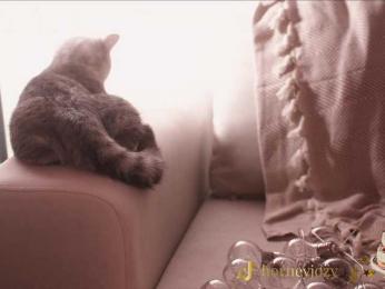 HorneyJozy bongacams stream image